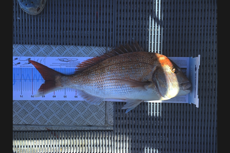 Lisa Allan caught this 64.0cm Snapper at Weington West during The Export NZ Fishing Competition