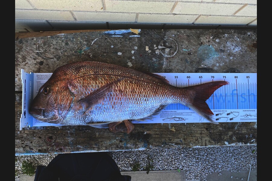 Adam Marshall caught this 66.5cm Snapper at Cook Strait  during The Export NZ Fishing Competition