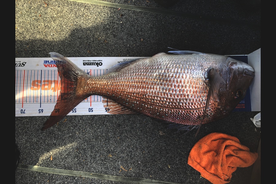 Bronwyn Langham caught this 59.0cm Snapper at Durville Island during The Export NZ Fishing Competition