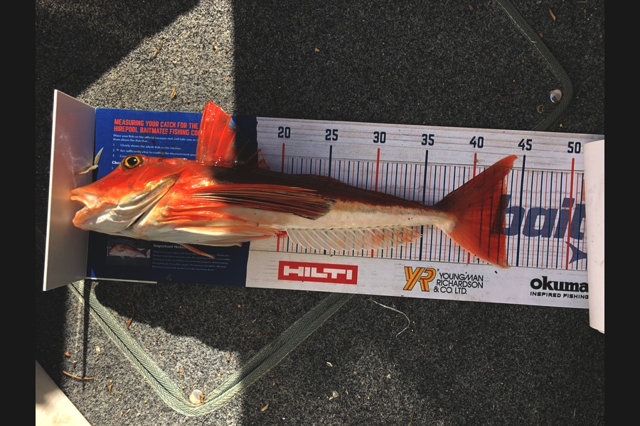 Keith Langham caught this 43.5cm Gurnard at Durville island during The Export NZ Fishing Competition