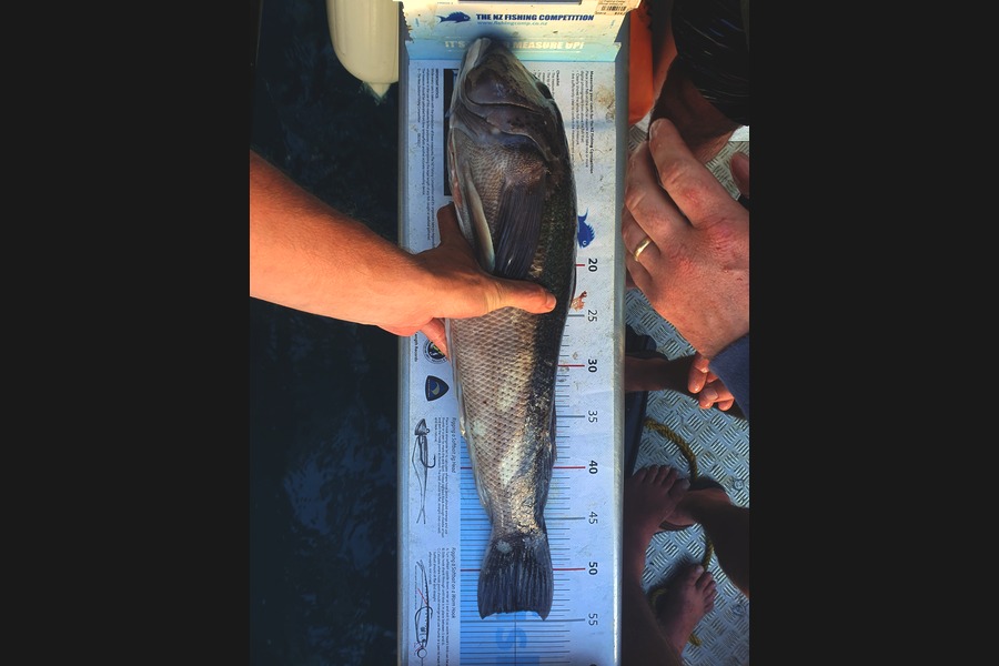 Adam Liddington caught this 54.0cm Blue Cod at Southland during The Export NZ Fishing Competition