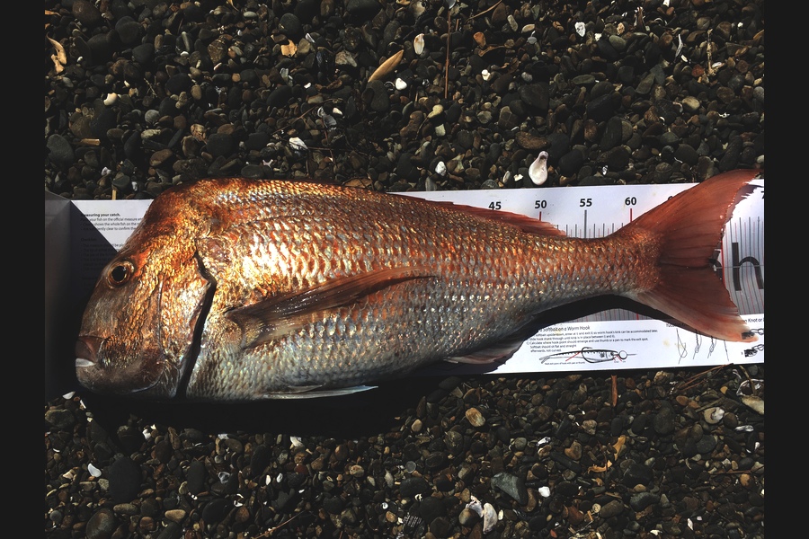 Hitesh  Dahya caught this 68.5cm Snapper at Waiheke during The Export NZ Fishing Competition