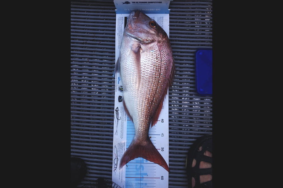 Andrew Lashbrook caught this 53.0cm Snapper at McLeod Bay during The Export NZ Fishing Competition
