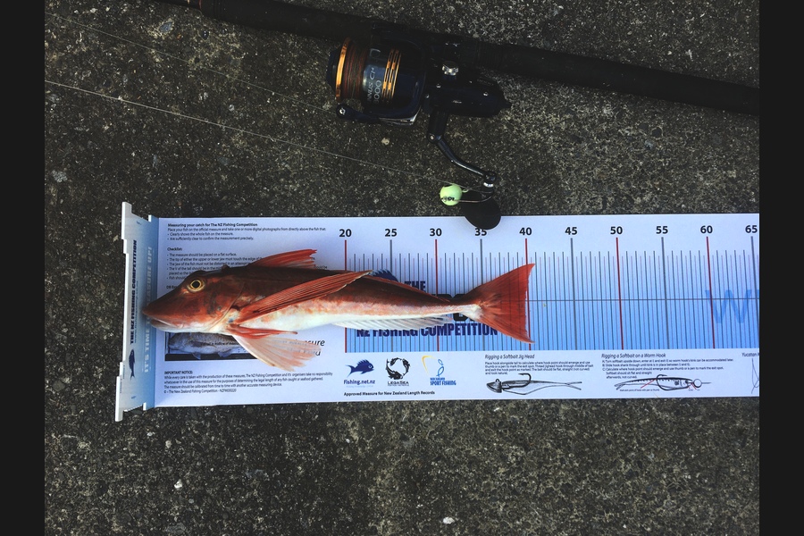 Anthony Murray caught this 39.5cm Gurnard at Kapiti during The Export NZ Fishing Competition