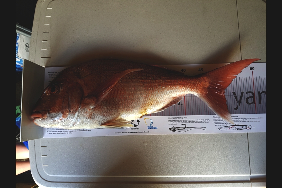 Glen Harwood caught this 51.5cm Snapper at Great Mercury Island during The Export NZ Fishing Competition