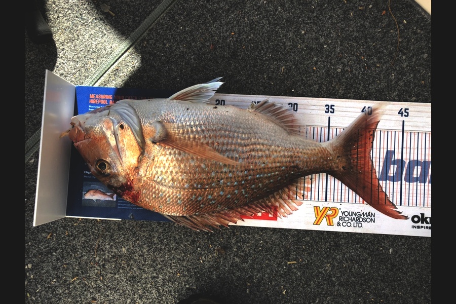 Keith Langham caught this 40.5cm Snapper at Durville  during The Export NZ Fishing Competition