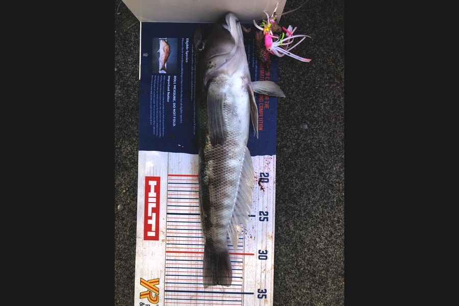 Bronwyn Langham caught this 34.0cm Blue Cod at The Islands during The Export NZ Fishing Competition