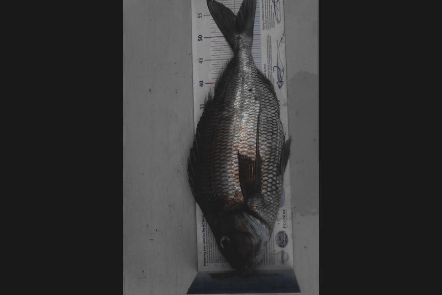 Gavin Henderson caught this 54.5cm Tarakihi at kapiti during The Export NZ Fishing Competition