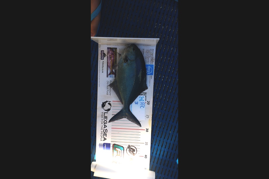 Philip Mackey caught this 26.0cm Other at David rocks during The Export NZ Fishing Competition