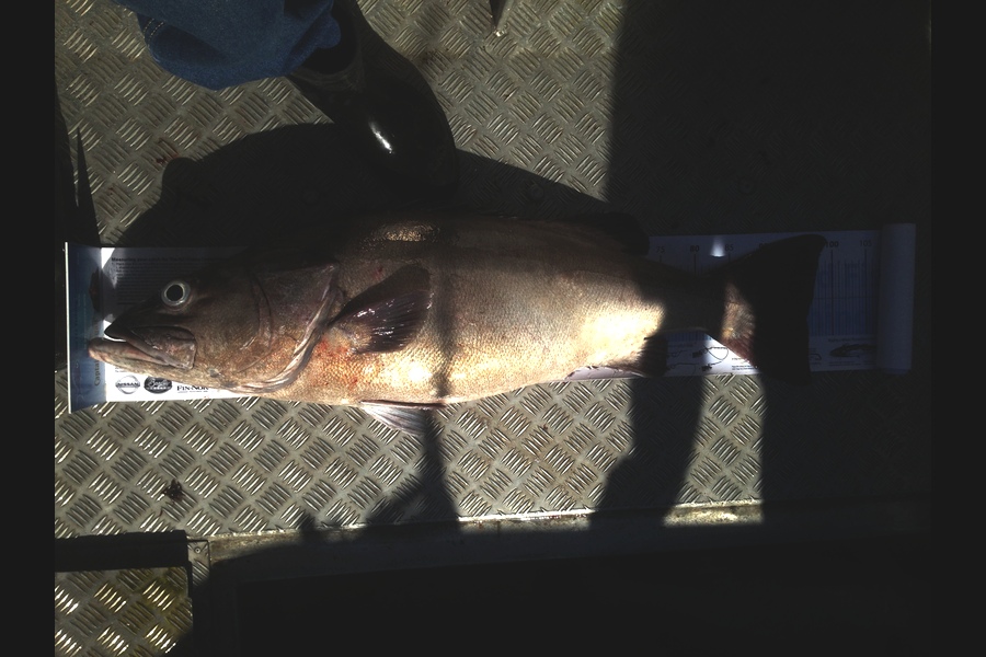 Mike Foothead caught this 96.0cm Hapuku/Bass at Kapiti during The Export NZ Fishing Competition