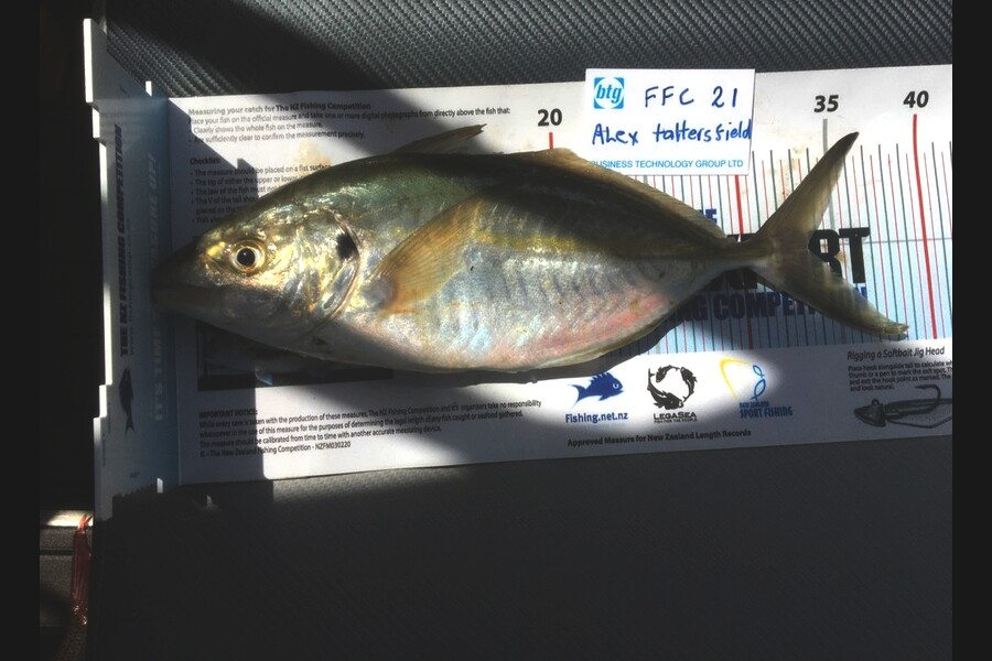 Craig Marsom caught this 33.5cm Trevally at Noises during The Export NZ Fishing Competition