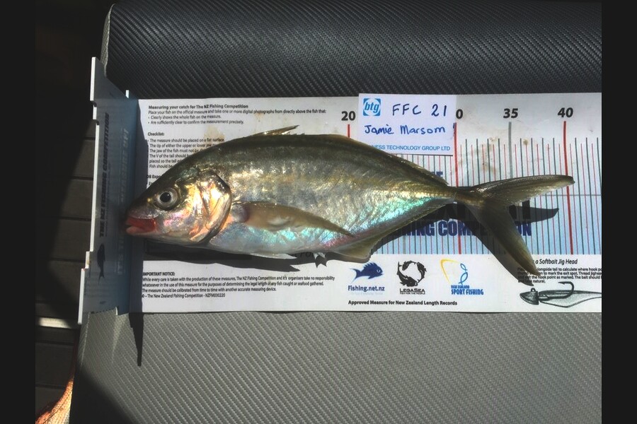 Craig Marsom caught this 34.0cm Trevally at Noises during The Export NZ Fishing Competition