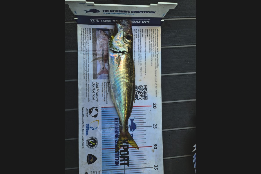 Scott Hanson caught this 28.0cm Other at Sugar Works during The Export NZ Fishing Competition