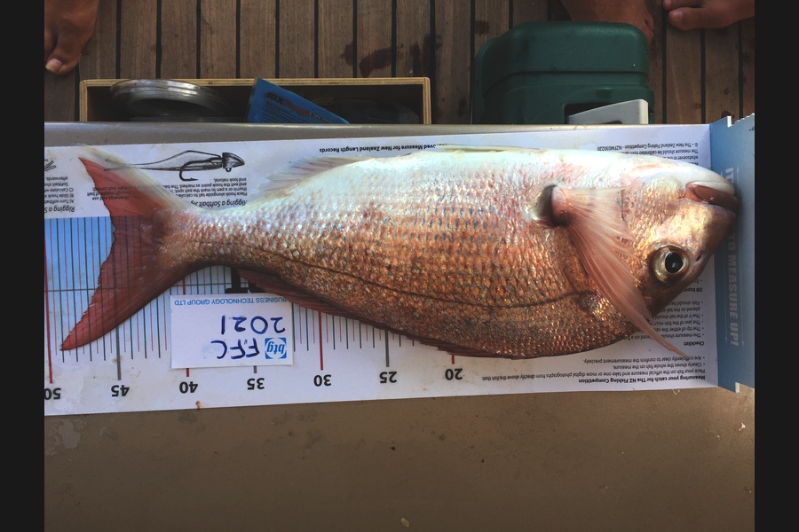 Peter Gourdie caught this 45.0cm Snapper at Waiheke during The Export NZ Fishing Competition