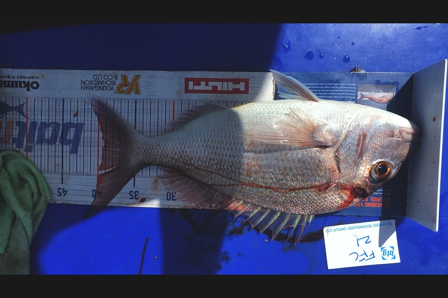 Gary Williamson caught this 39.5cm Snapper at Noises during The Export NZ Fishing Competition