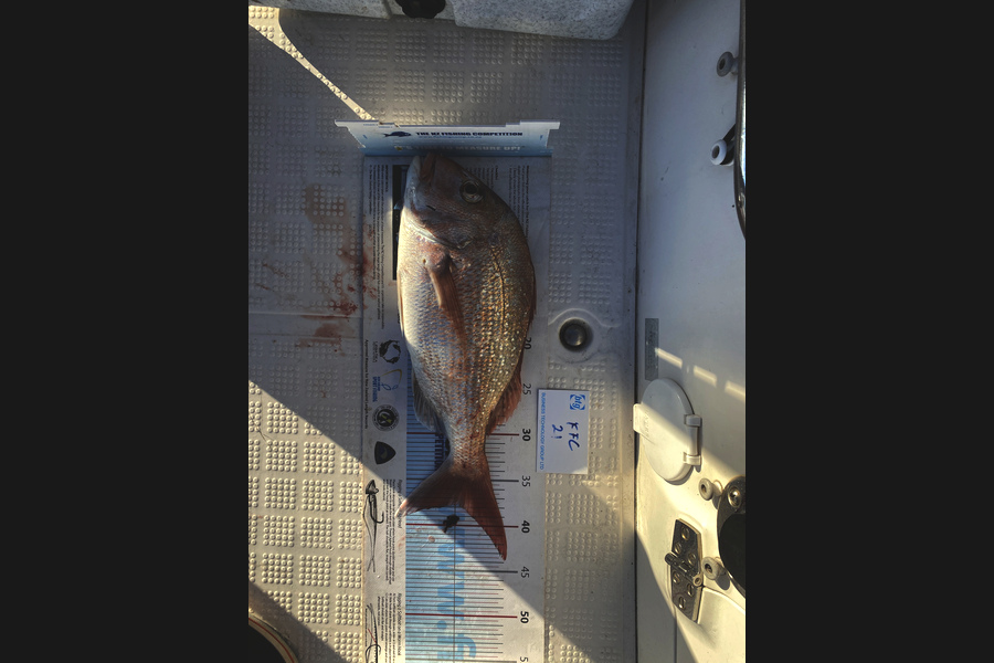 Paul  Miller  caught this 38.0cm Snapper at Rangitoto Light during The Export NZ Fishing Competition