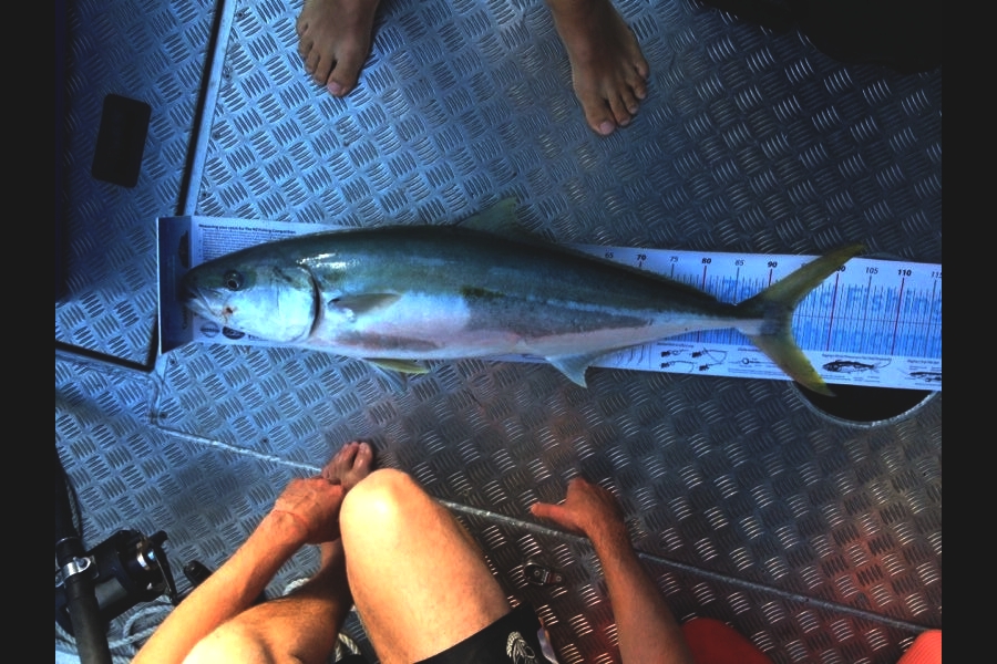 kane mcelrea caught this 94.0cm Kingfish at Whangarei during The Export NZ Fishing Competition
