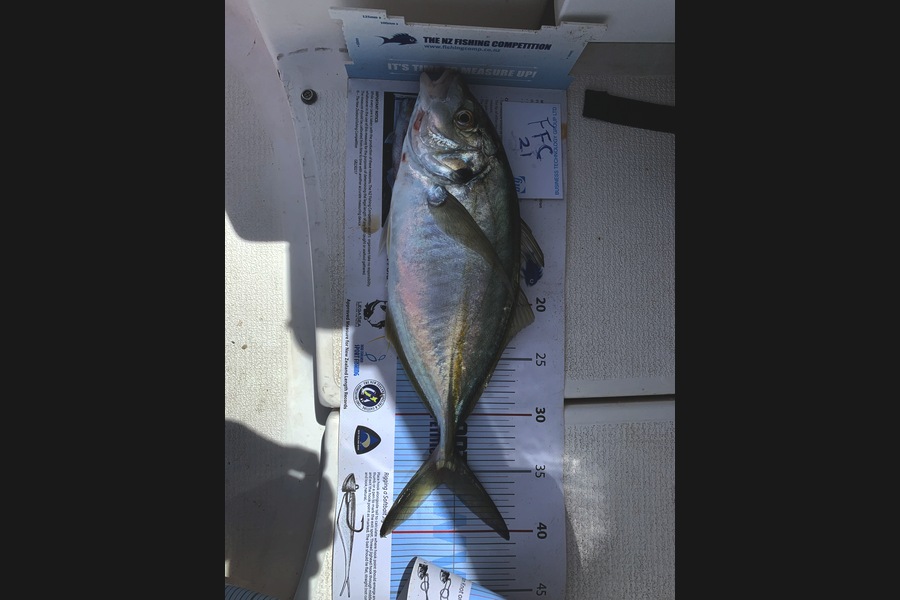 Craig Champness caught this 36.0cm Trevally at Rakino during The Export NZ Fishing Competition