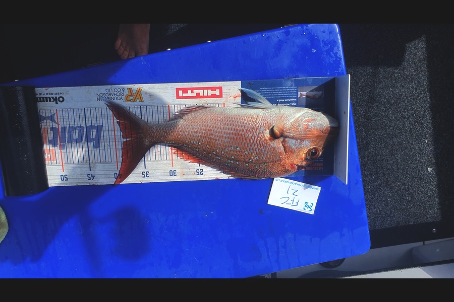 Gary Williamson caught this 38.5cm Snapper at Noises during The Export NZ Fishing Competition
