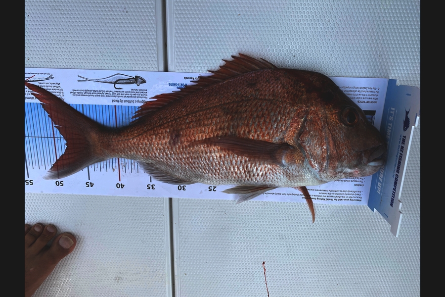 Mark Dreyer caught this 48.0cm Snapper at North side rangitoto  during The Export NZ Fishing Competition