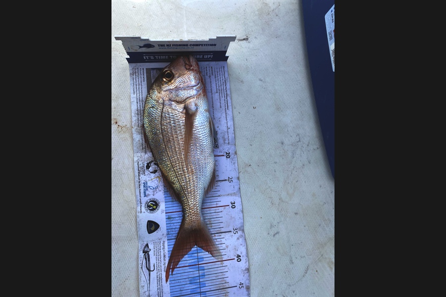 Patrick Geals caught this 36.5cm Snapper at Light housr during The Export NZ Fishing Competition