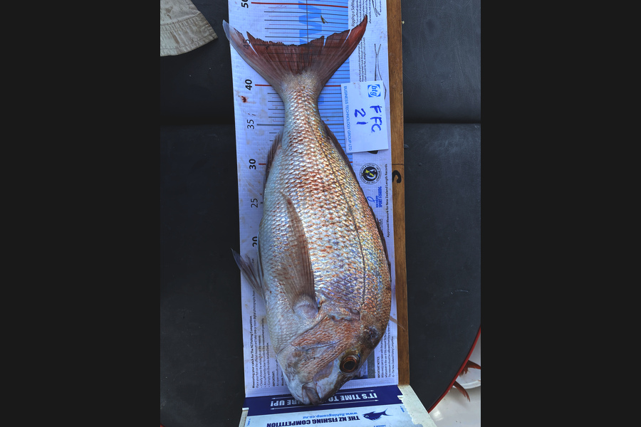 Geoff Carter caught this 45.0cm Snapper at Tiri during The Export NZ Fishing Competition