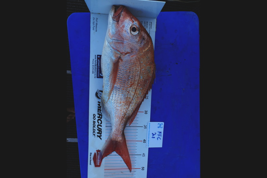 Ben Cullen caught this 43.5cm Snapper at Hauraki gulf during The Export NZ Fishing Competition