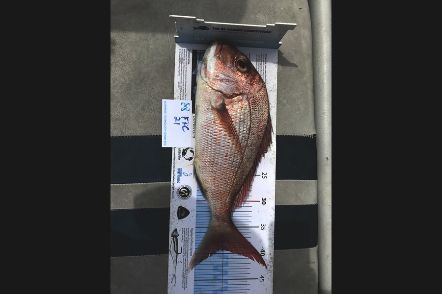 David Ransom caught this 39.0cm Snapper at Gulf during The Export NZ Fishing Competition