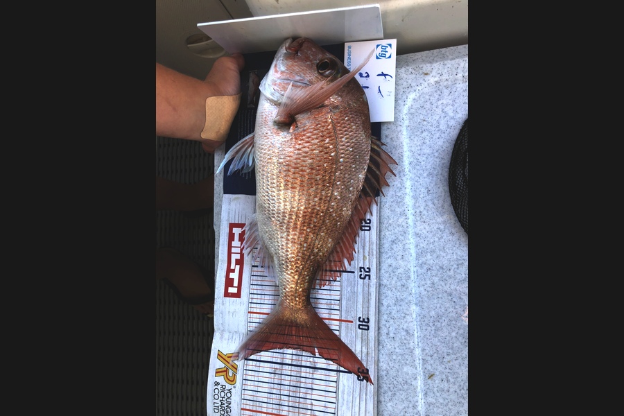 Brendan Lochead caught this 33.5cm Snapper at Ahas during The Export NZ Fishing Competition