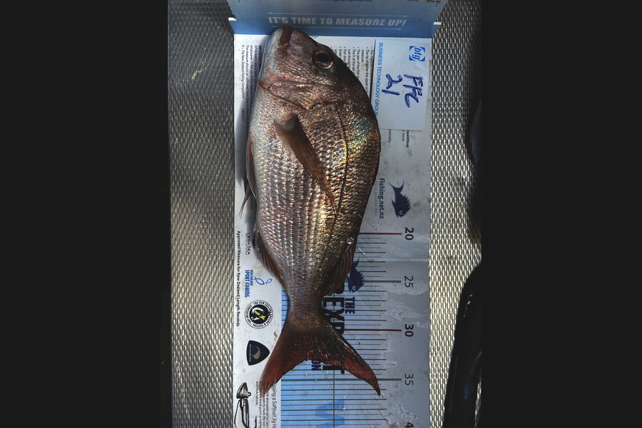 Bryce Pomfrett caught this 33.0cm Snapper at Rangitoto  during The Export NZ Fishing Competition