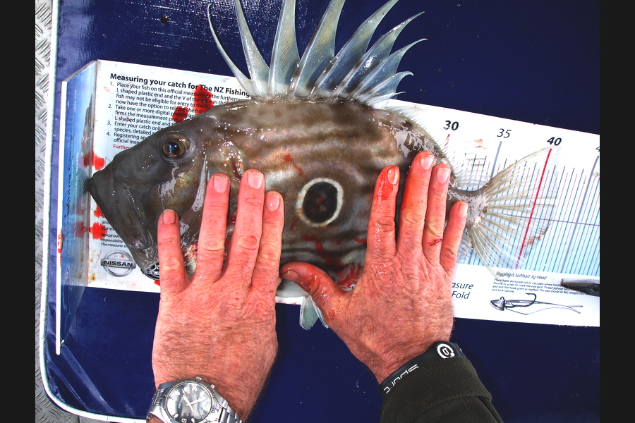 Brian Fensom caught this 42.0cm John Dory at D'urville Island during The Export NZ Fishing Competition