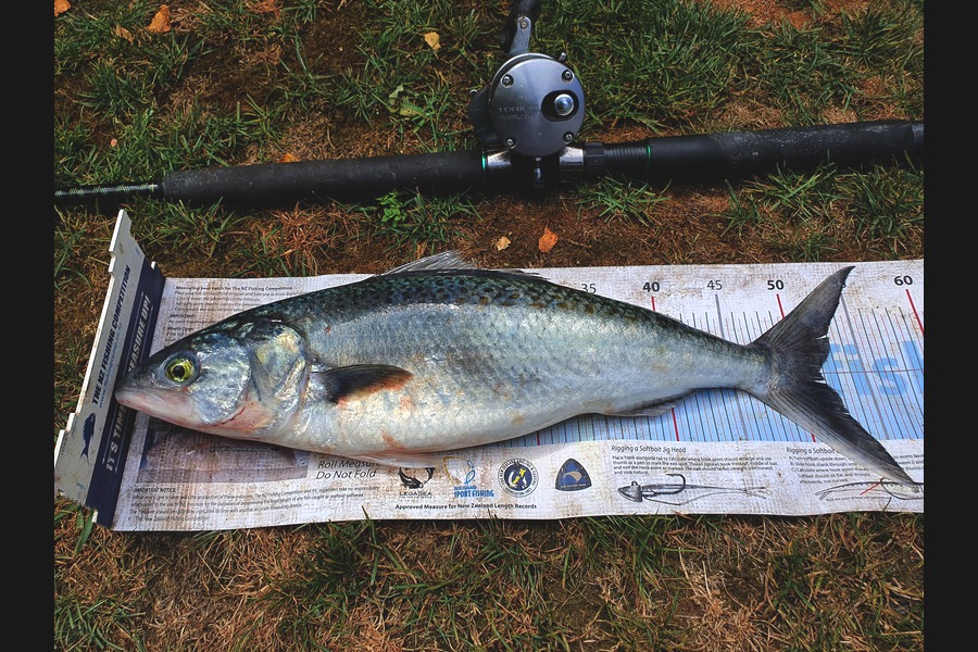 Trent O'Shea caught this 51.5cm Kahawai at raglan during The Export NZ Fishing Competition