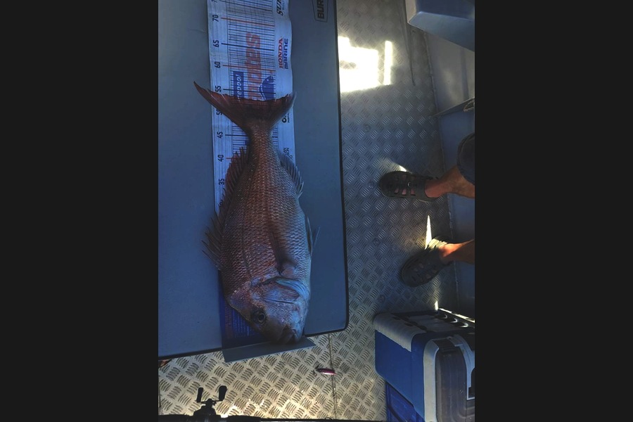 Johnathan Pearce caught this 53.0cm Snapper at Firth of Thames  during The Export NZ Fishing Competition