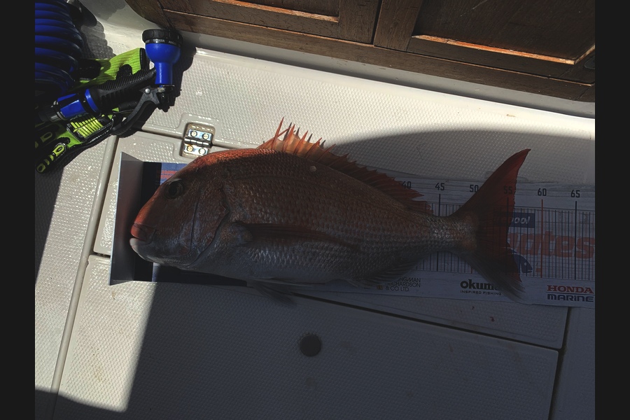 David Ross caught this 55.0cm Snapper at Great barrier  during The Export NZ Fishing Competition