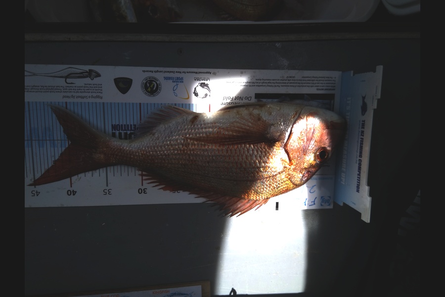 Glenn Bowden caught this 39.5cm Snapper at Auckland during The Export NZ Fishing Competition