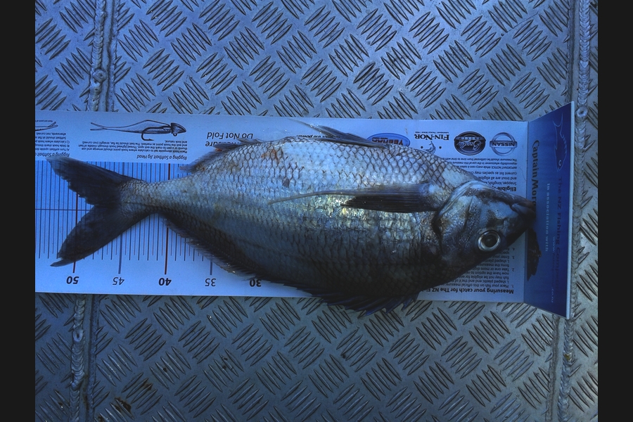 Greg Fleming caught this 48.0cm Tarakihi at Wellington West during The Export NZ Fishing Competition