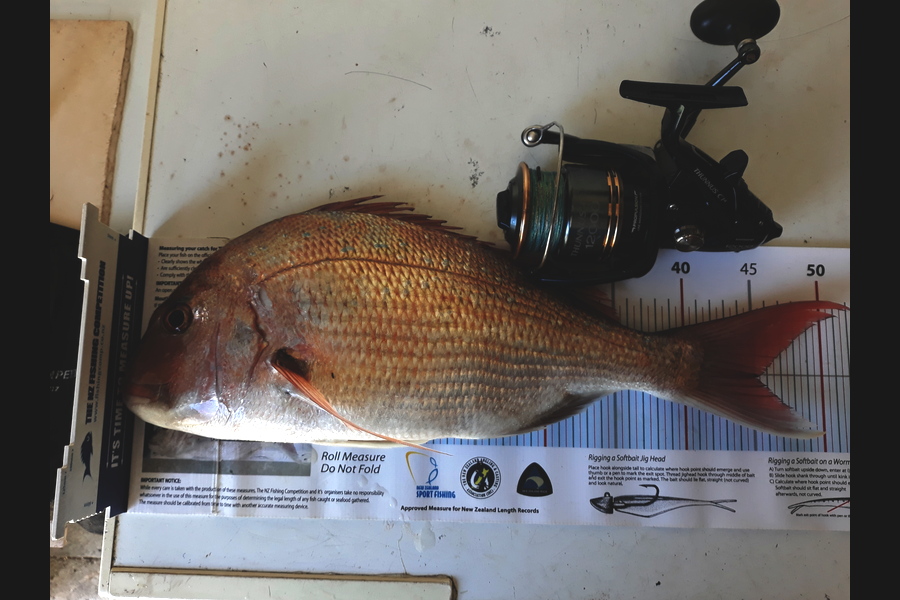 Jim Collins caught this 45.0cm Snapper at Welly harbour during The Export NZ Fishing Competition