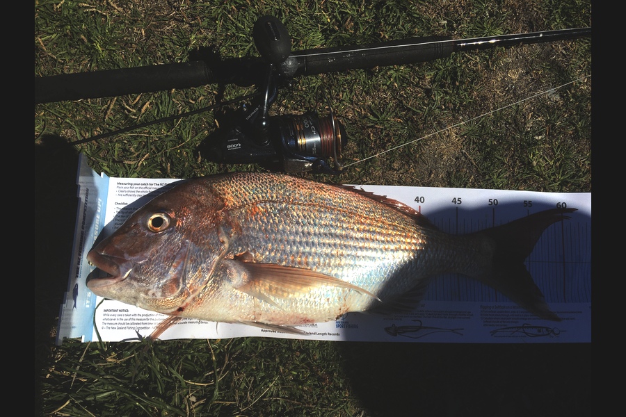 Anthony Murray caught this 54.0cm Snapper at Otaki during The Export NZ Fishing Competition