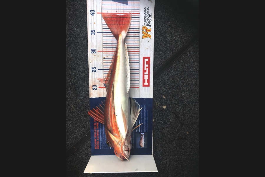 Keith Langham caught this 39.5cm Gurnard at Motueka during The Export NZ Fishing Competition