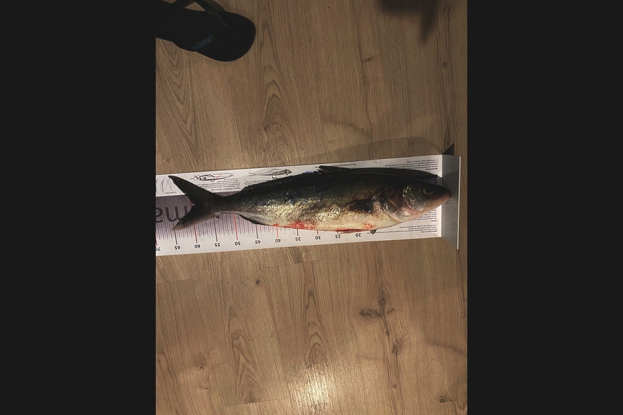 Shane MacRae caught this 59.0cm Kahawai at Ohawe  during The Export NZ Fishing Competition