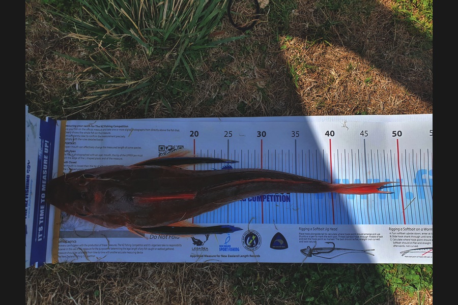 Andrew Hammond caught this 46.0cm Gurnard at Porirua during The Export NZ Fishing Competition