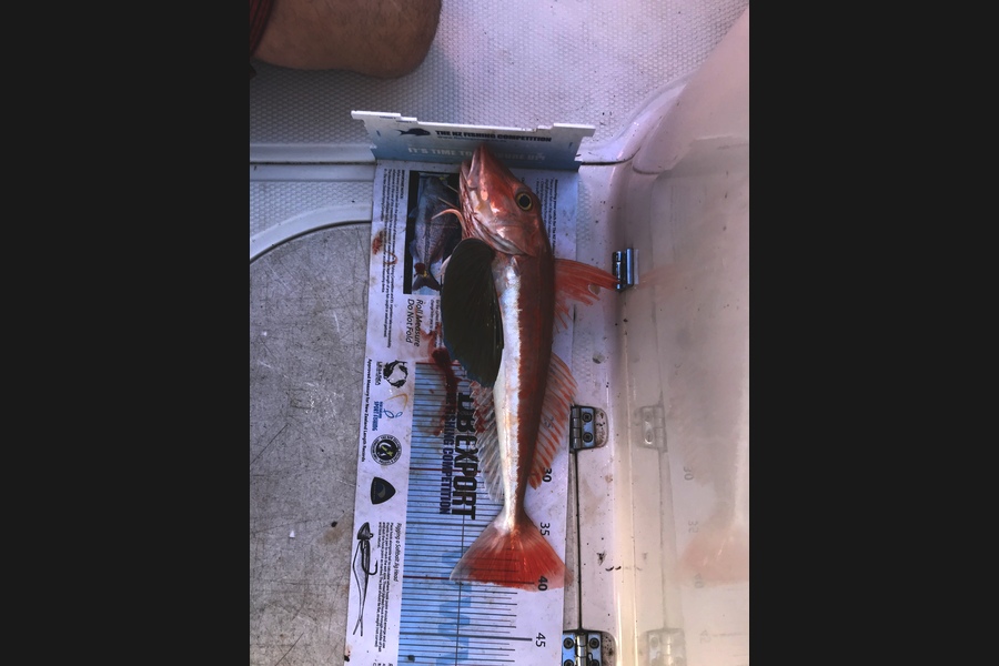 Darren Bugg caught this 40.5cm Gurnard at West coast during The Export NZ Fishing Competition
