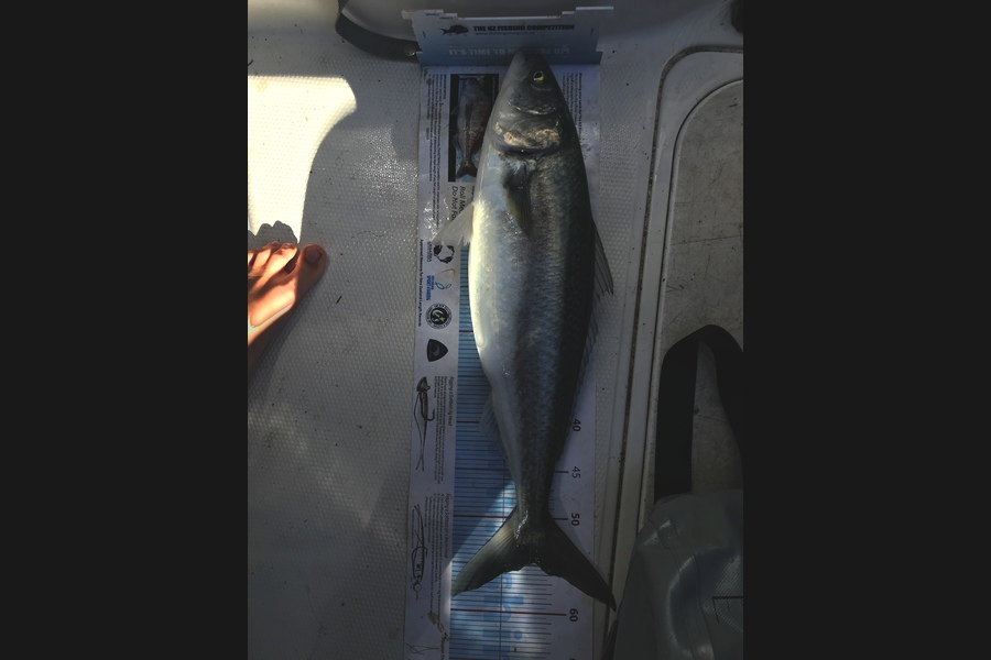 Darren Bugg caught this 54.5cm Kahawai at West coast  during The Export NZ Fishing Competition
