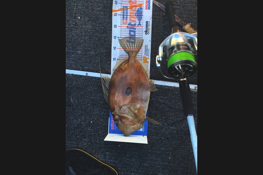 Andrew Smith  caught this 45.5cm John Dory at kawau bay during The Export NZ Fishing Competition