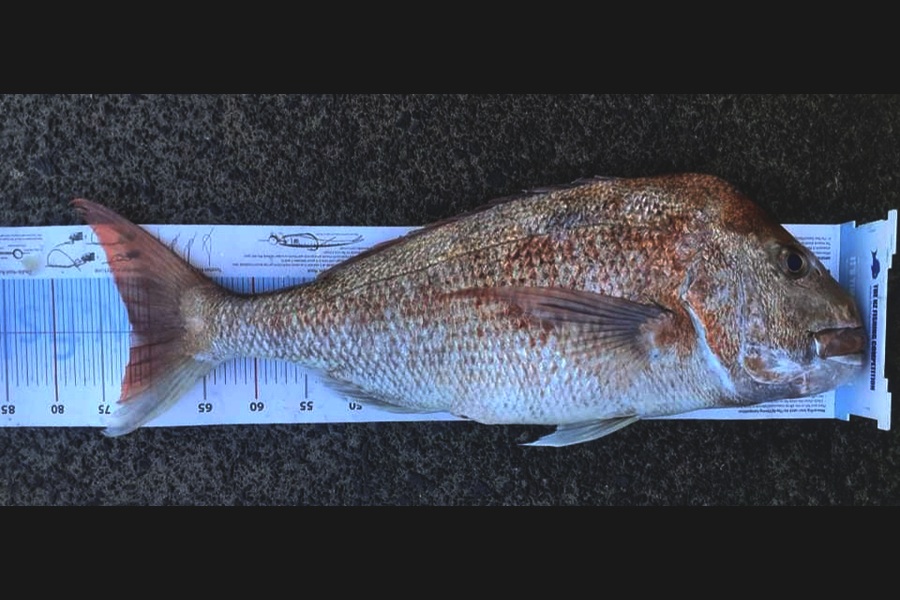 Stephanie Ryder caught this 72.0cm Snapper at thames during The Export NZ Fishing Competition