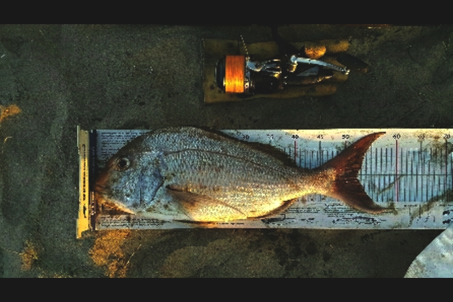 Alec  Saunders caught this 52.0cm Snapper at 90 Mile during The Export NZ Fishing Competition