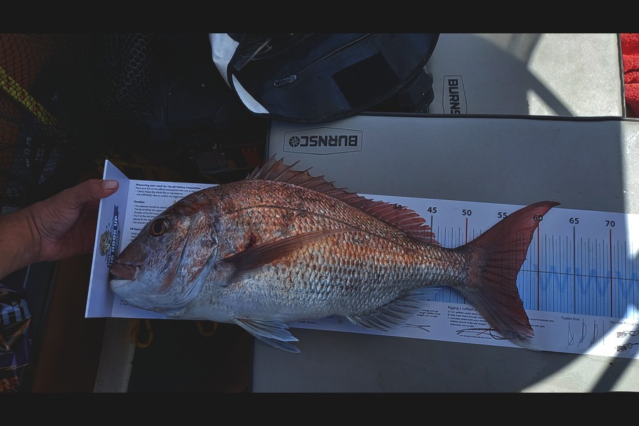 Lindley Albertyn caught this 57.0cm Snapper at Kawau during The Export NZ Fishing Competition