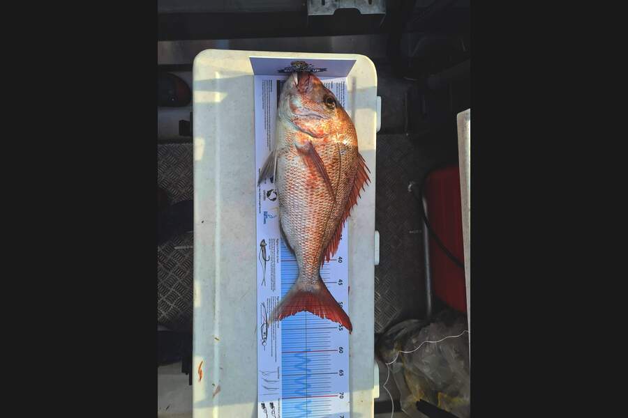 Milan Kanji caught this 51.0cm Snapper at Kawau Island during The Export NZ Fishing Competition