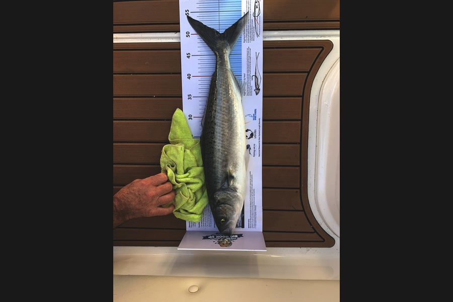 Jackson Passau caught this 50.0cm Kahawai at Chanel island  during The Export NZ Fishing Competition