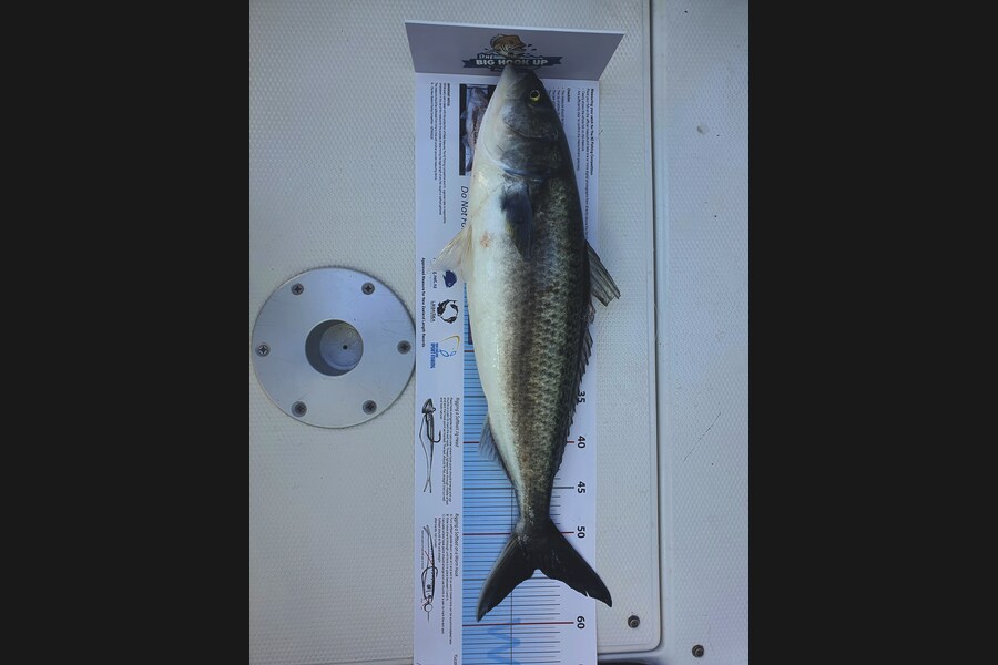 Ethan Barber caught this 54.0cm Kahawai at Hauraki gulf  during The Export NZ Fishing Competition